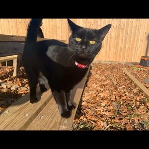 Meet your Posher, Jay bird